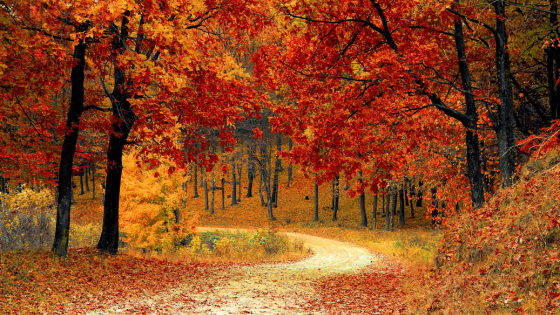 Experience Autumn: Scenic Drives and Walks Around the Twin Cities | Counselor Realty