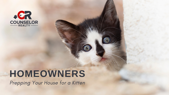 Prep for a New Cat - Homeowners - Counselor Realty